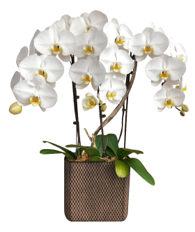 Orquídea 10